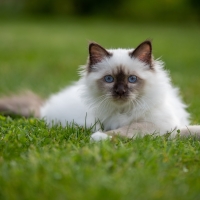 Ragdoll on Lawn