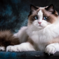 Ragdoll