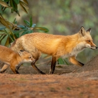 Foxes