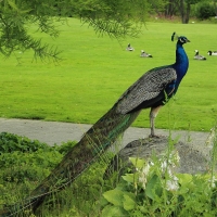 Peacock