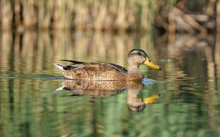 Duck - bird, duck, reflection, water