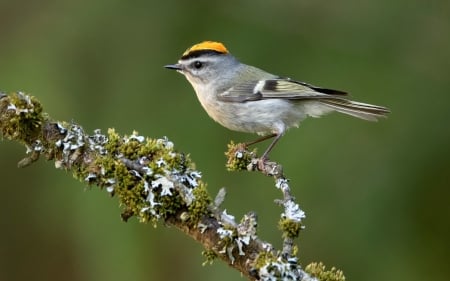 Golden-Crowned Kinglet - bird, branch, macro, moss, Golden-Crowned Kinglet