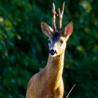 Deer