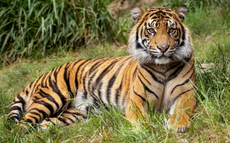 Tiger - animal, big wild cat, grass, tiger