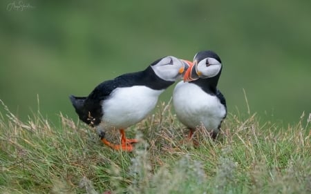 I'll tell you a secret - birds, grass, puffins, two