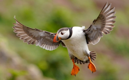 Puffin - bird, puffin, flight, wings