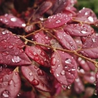 Water Drops on Leaves