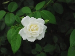 White Rose