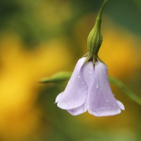 Bell Flowers