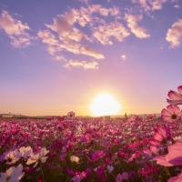 Pink Flowers