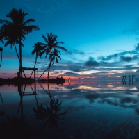 Silhouette Palm Trees