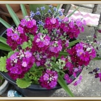 PRETTY PRIMULA FLOWERS