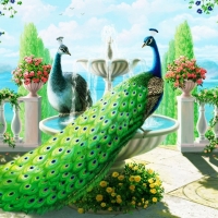 Peacocks