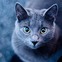 Bluestar