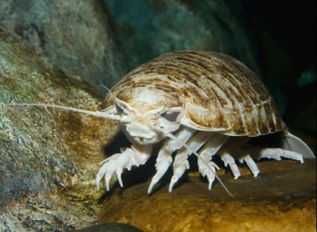 Bathynomus giganteus - Marine Crustace, Isopods, Crustace, Bathynomus giganteus