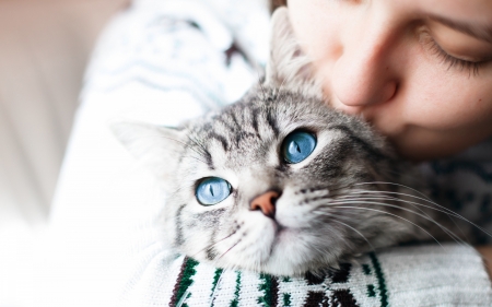 :) - pisici, kiss, face, blue eyes, cat