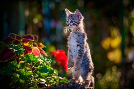 :P - summer, cat, animal, kitten, funny, garden, cute, pisici, vara