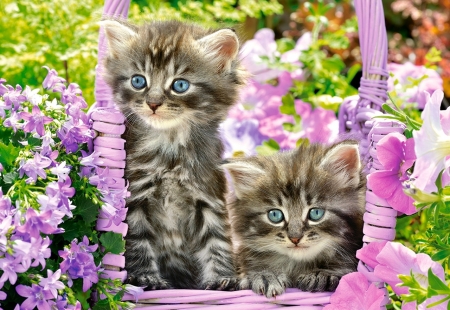 Kittens