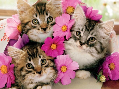 Kittens - kitten, pink, cat, flower