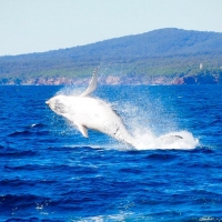 Whale In Twofold Bay