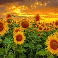 Sunflowers