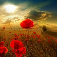 Field of poppies