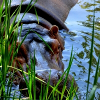 Hippopotamus