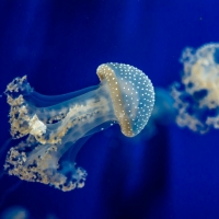 Jellyfish