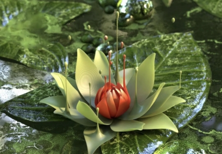 Beautiful Flower - beautiful, flo, tulips, water