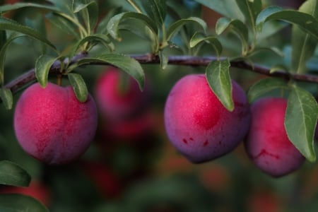 One for you..one for me - Red, Tree, appricot, Delicious