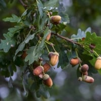 Acorns