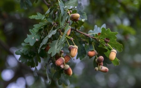 Acorns - acorns, tree, oak, leaves