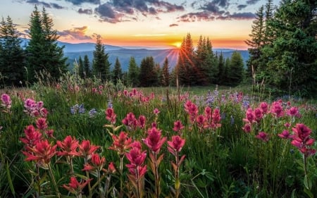 Meadow in Colorado - meadow, America, sunbeams, spruces