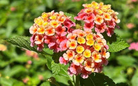 Lantanas - plants, flowers, lantanas, nature