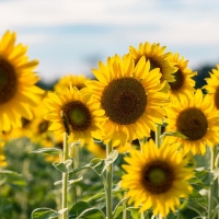 Sunflowers