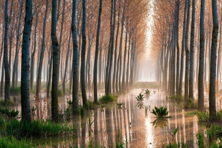 After rain - trees, aspen, road, reflection, forests, sunset, nature, rain, dusk