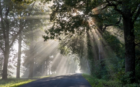 Sunbeams over Road - road, Latvia, trees, sunbeams