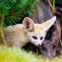Fenick Fox