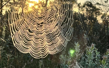 Spider Web in Moorland - Latvia, moorland, spider web, dew