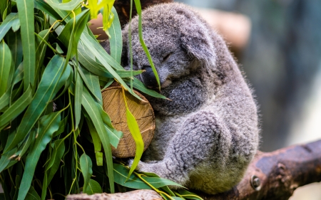 Koala - animal, koala, marsupial, sleep