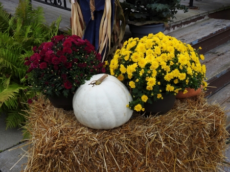Fall Mums And Pumpkins - Flowers & Nature Background Wallpapers on