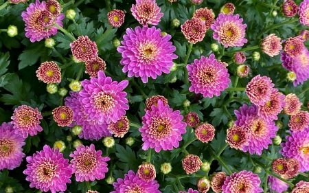 Pink Chrysanthemums - chrysanthemums, flowers, Latvia, pink