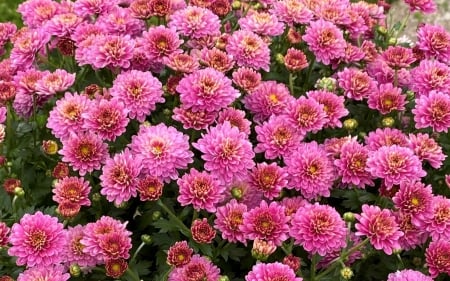 Pink Chrysanthemums - chrysanthemums, flowers, Latvia, pink