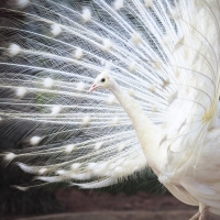 White peacock