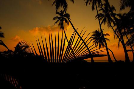 Sunset - palms, nature, sunset