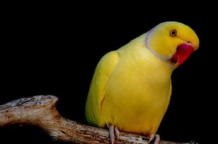 Parrot - yellow, animal, bird, parrot