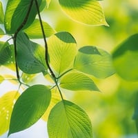 Raspberry Leaves