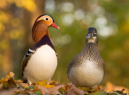 Just Ducky - male, female, asian, ducks