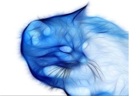 Untitled Wallpaper - ice, blue, cat, mysterious