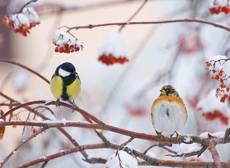 Mesange Pinson - nice, charbonniere, trees, animals, other, mesage, white, garden, cute, birds, love, branches, snowflake, winter, mesange, picture, colours, beautiful, snow